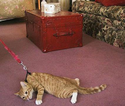 gato paseando con correa