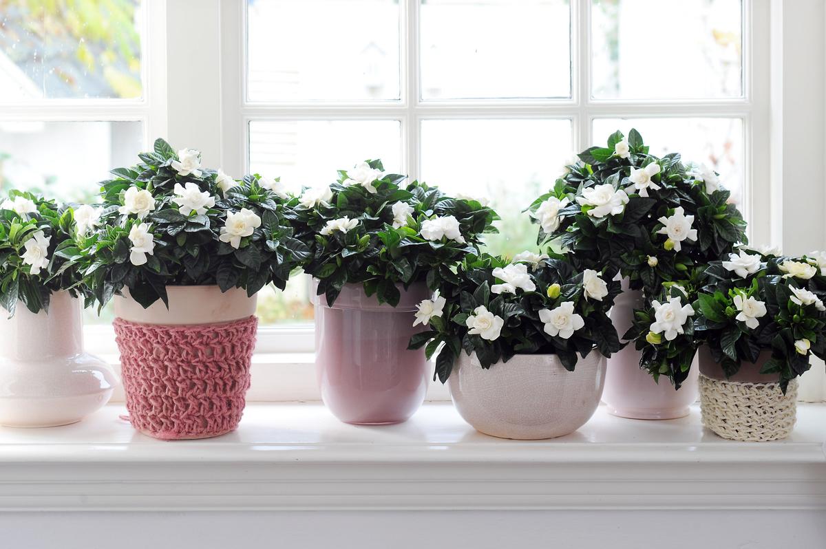 Decorar tu Casa con Gardenias