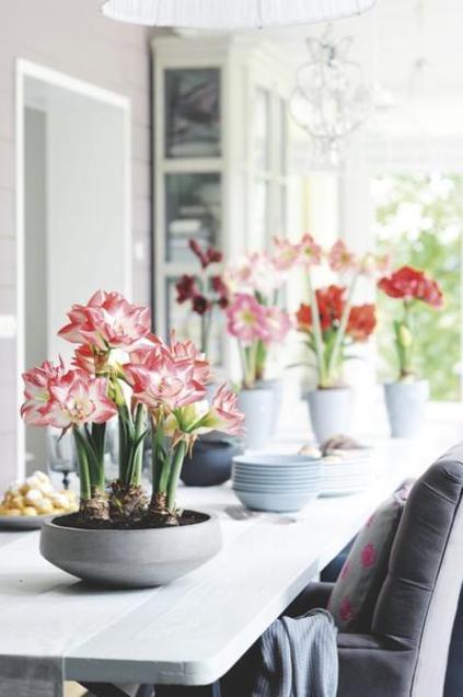Decorar la Casa con Amarilis