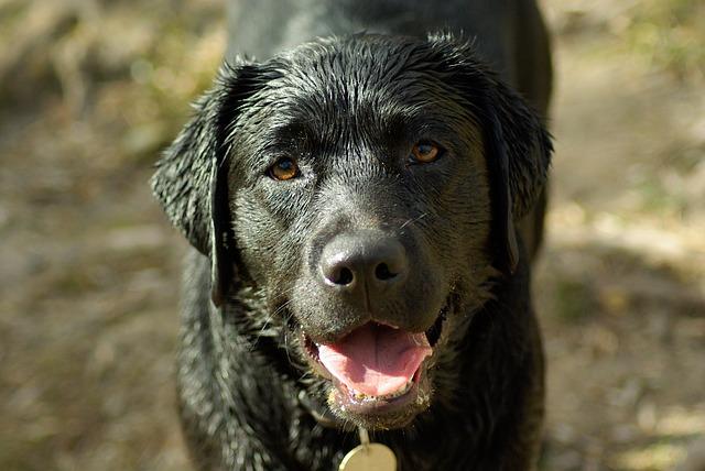 Labrador negro mojado