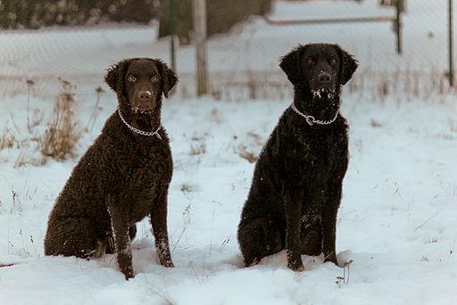 Curly_Coated_Retrievers
