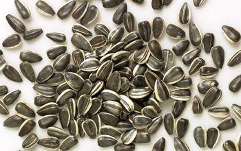 semillas-de-girasol