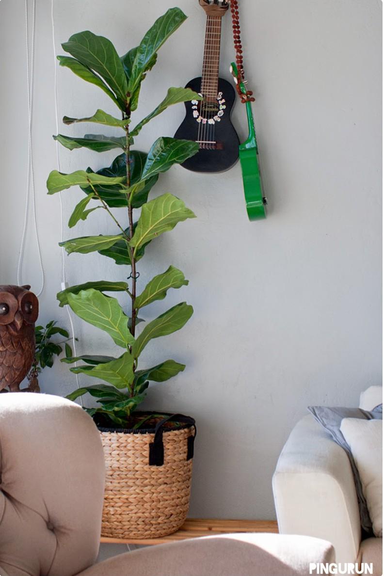 Ficus Lyrata: Todas las claves para decorar con esta maravillosa planta.