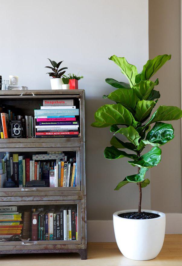 Ficus Lyrata: Todas las claves para decorar con esta maravillosa planta.