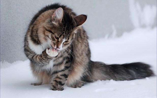 gato lamiendose