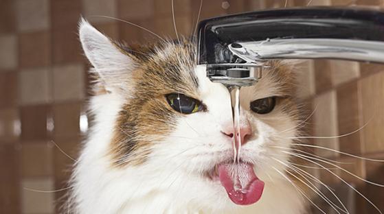 gato bebiendo