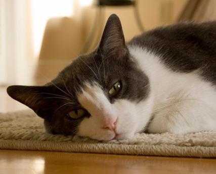 gato astenia