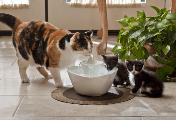 gatos bebiendo en fuente