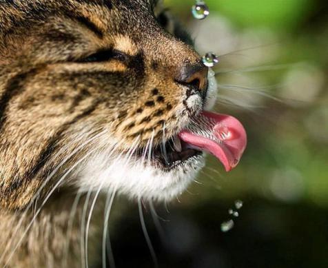 golpe de calor gatos