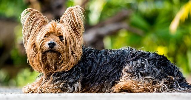 La vida puede ser muy complicada si no acostumbras a tu perro a viajar en coche. Primero, acostúmbrale a realizar pequeños trayectos de 5 a 10 minutos en días alternos, y poco a poco aumenta la duración de los viajes hasta que se sienta cómodo.