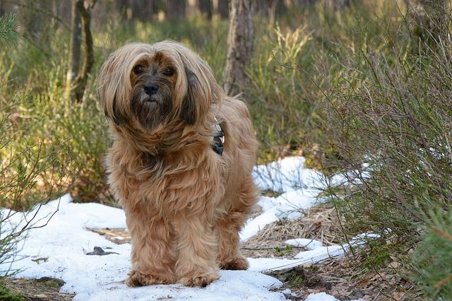 A menudo, puedes pensar que tu mascota no se siente bien y una rápida visita al veterinario te ayudará a confirmar que algo no marcha correctamente.