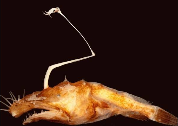 Los científicos capturaron tres hembras de esta especie de peces lophiiformes (Theodore Pietsch/Universidad de Washington).