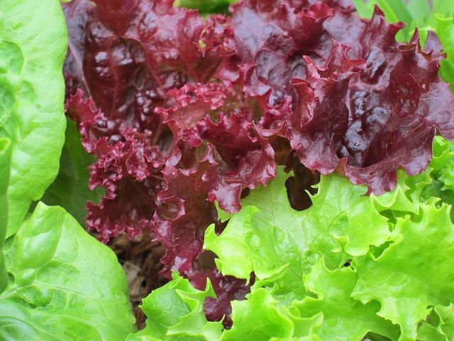lechuga2