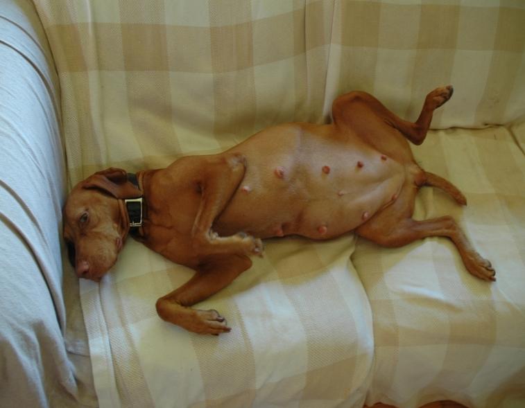 dog_Pregnant