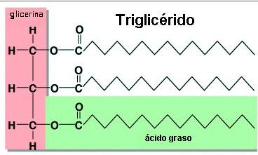 estructura de un triglicerido