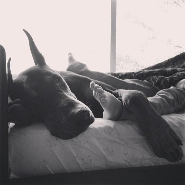 Cutie-y-la-bestia-perro-girl-seana-doberman-90