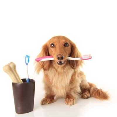piensopet-como-lavar-los-dientes-a-tu-perro
