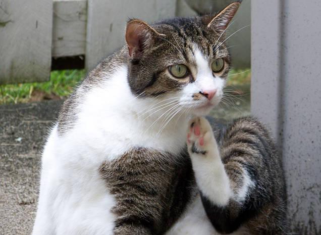 gato rascándose