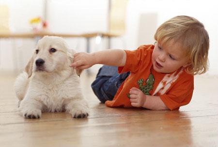The Yellow Pet - Cachorro