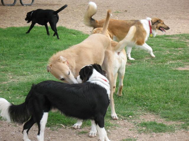 The Yellow Pet - Comportamiento canino