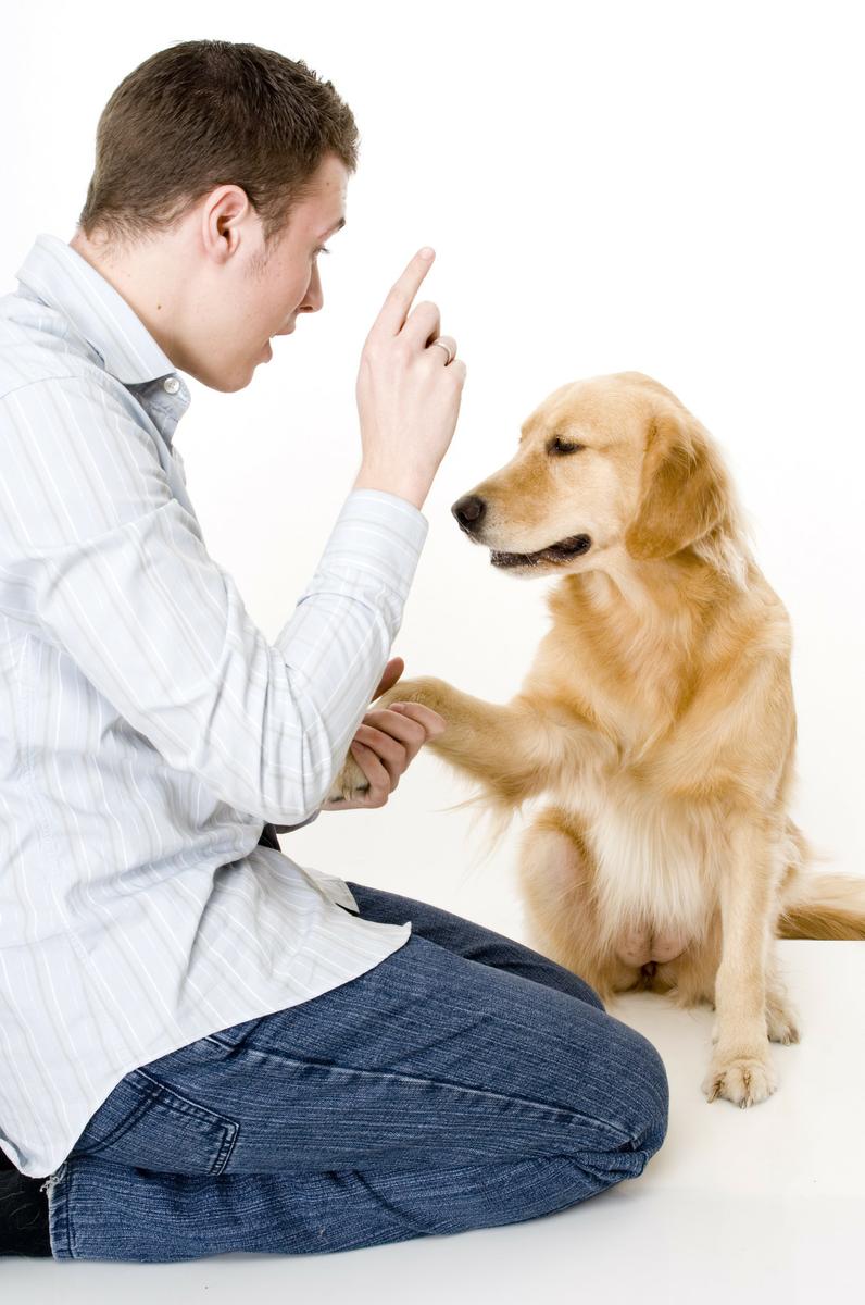 The Yellow Pet - Comportamiento canino