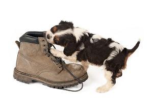 Perro mordiendo zapato