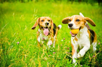 TheYellowPet- perros haciendo ejercicio