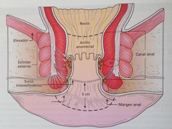Anatomia del conducto anal