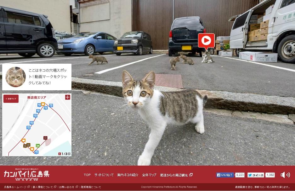 Cat Street View 3