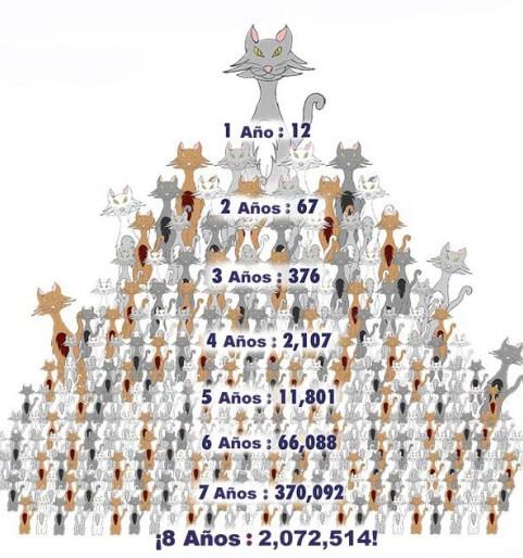 control colonias felinas