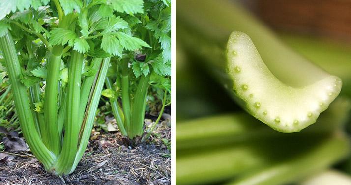 celery alimentos bajos en calorías