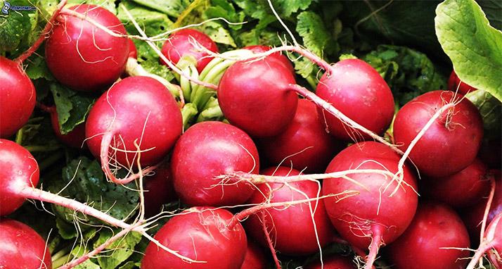 rabano alimentos bajos en calorías