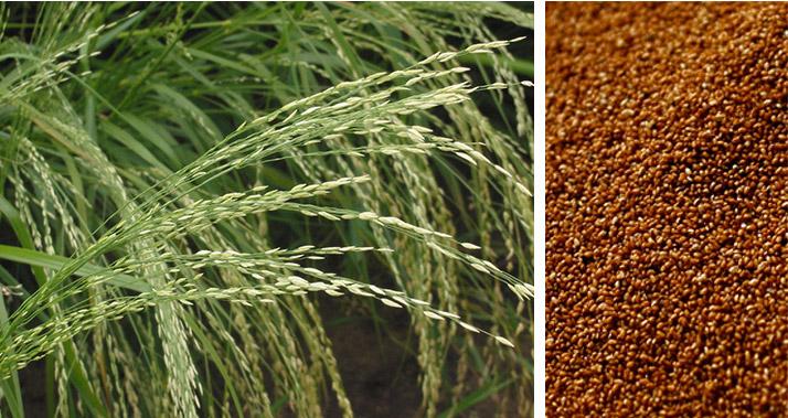 teff alimentos bajos en calorías