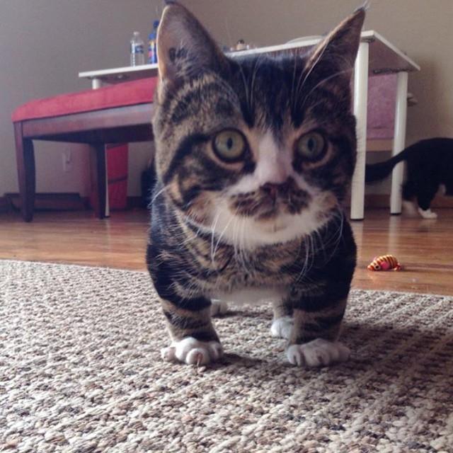 #throwbackthursday to that time we werent sure if we had a cat or a bulldog  #Elfie #AdoptDontShop #CatsOfInstagram #YYC #Dwarfcat #Dwarfism #tbt