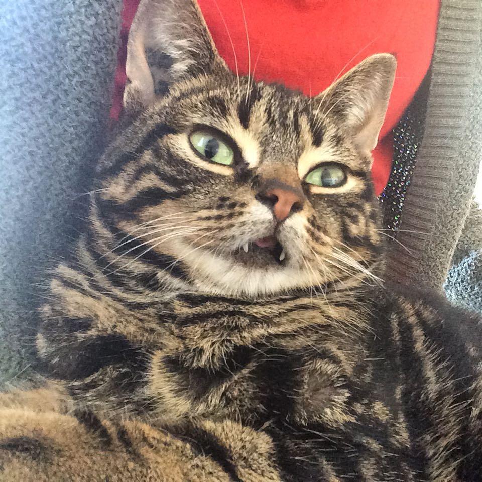 Morning hangs with the goob  #Gimli #AdoptDontShop #CatsOfInstagram #Dwarfcat #Dwarfism #Overbite #SundayFunday