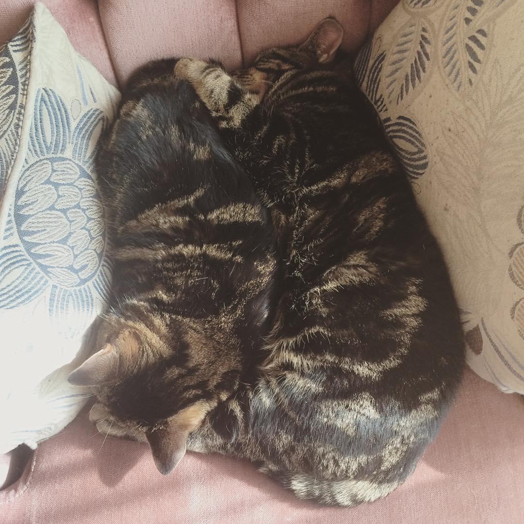 Dwarfie yin yang  #ElfieAndGimli #AdoptDontShop #CatsOfInstagram #Elfie #Gimli #Dwarfcat #Dwarfism