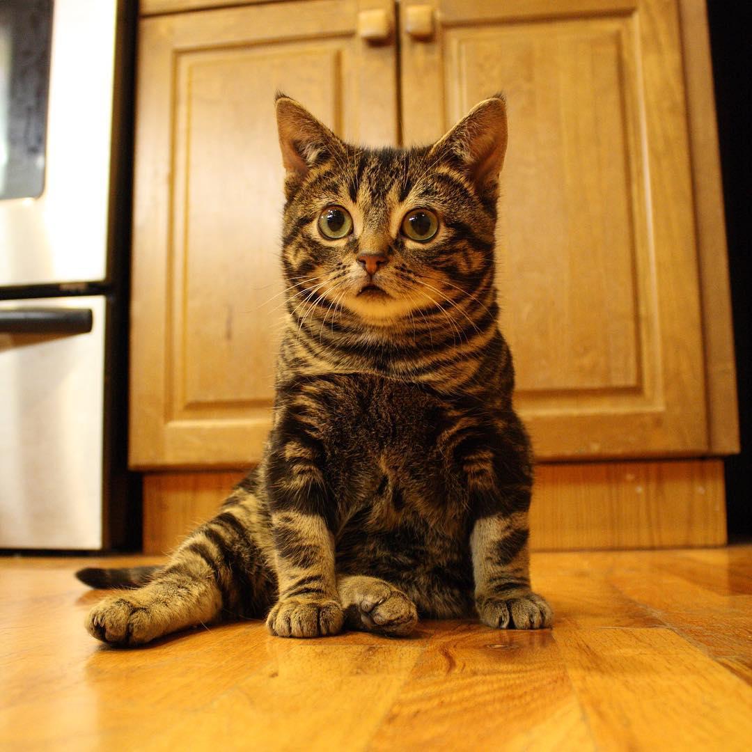 I know its not Thursday but heres a #throwback anyway.  #Gimli #Gooby #AdoptDontShop #CatsOfInstagram #Dwarfcat #Dwarfism #SpecialNeedsKitty