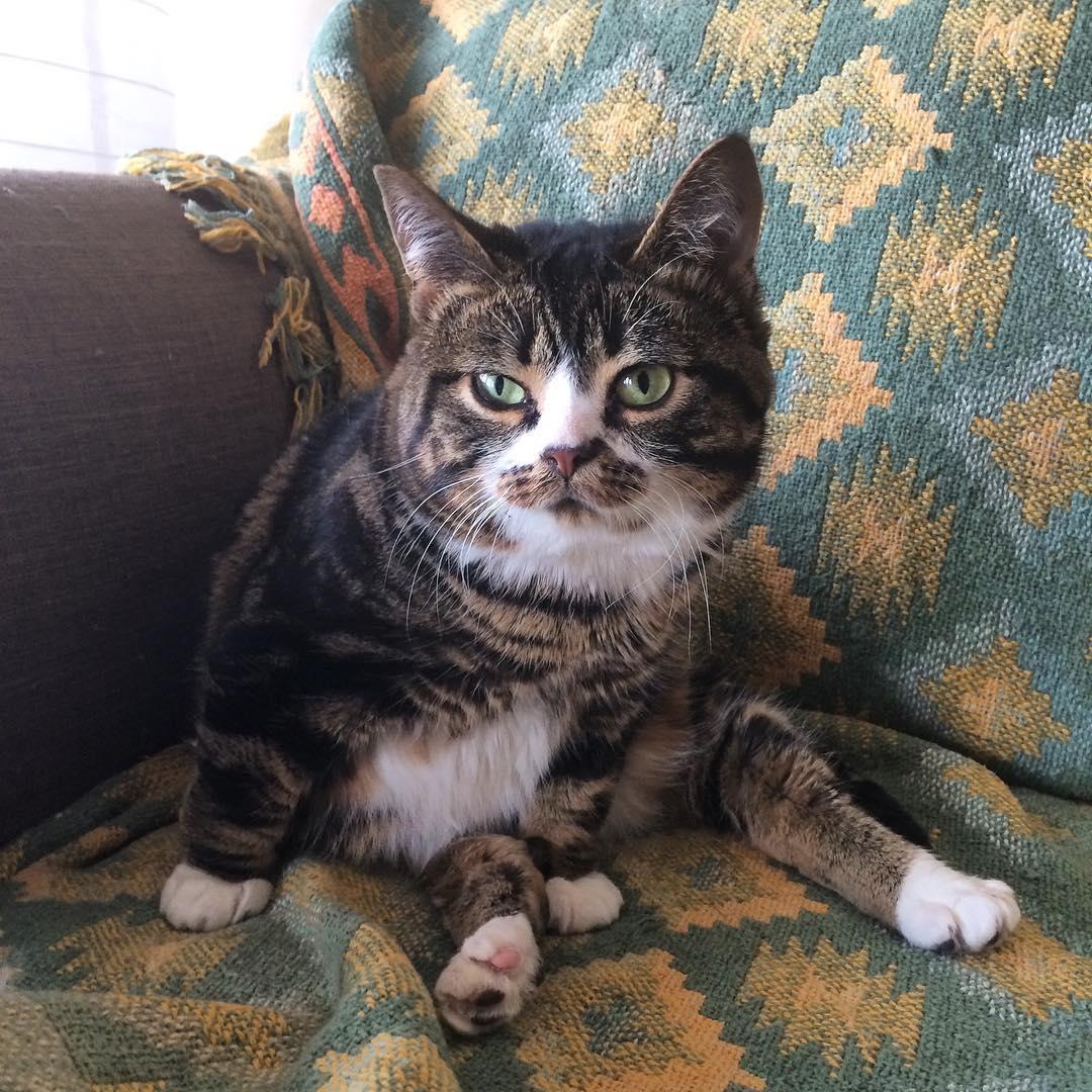 Lets never move again, okay mom?  #ExhaustedElf #PoorElf #AdoptDontShop #CatsOfInstagram #okanagan #Dwarfism #Dwarfcat