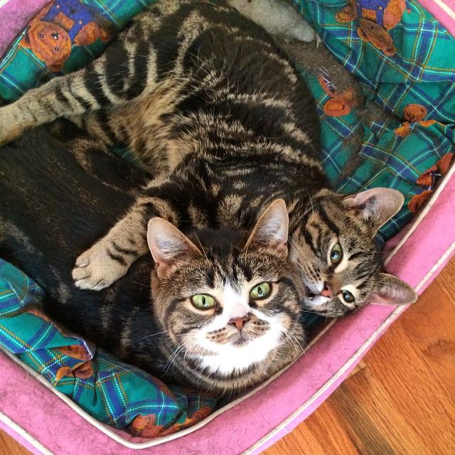 Uh, can we help you?? Some serious cuddles going on here.  #ElfieAndGimli #AdoptDontShop #CatsOfInstagram