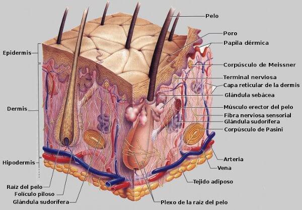 lesiones de piel 1