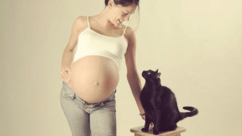 embarazo y gatos