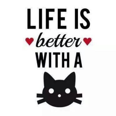 cuida a tu gato