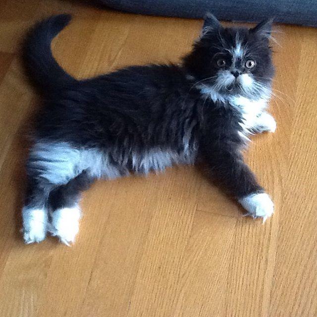 Flashback!!Atchoum 10weeks #atchoum #cats #catsofinstagram #baby