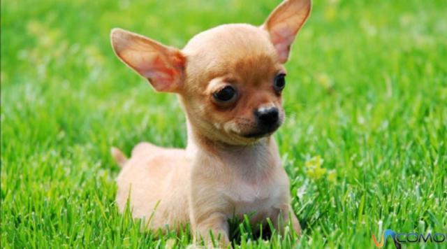 img_como_son_los_perros_chihuahua_16576_orig