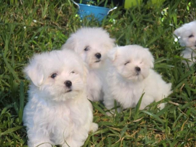 razas de perros pequeños