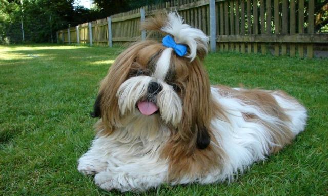 razas de perros pequeños
