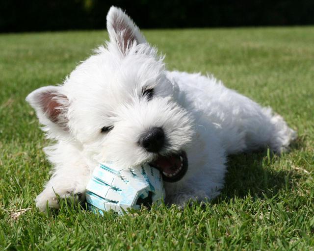 razas de perros pequeños