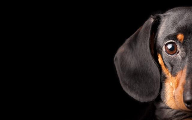 razas de perros pequeños