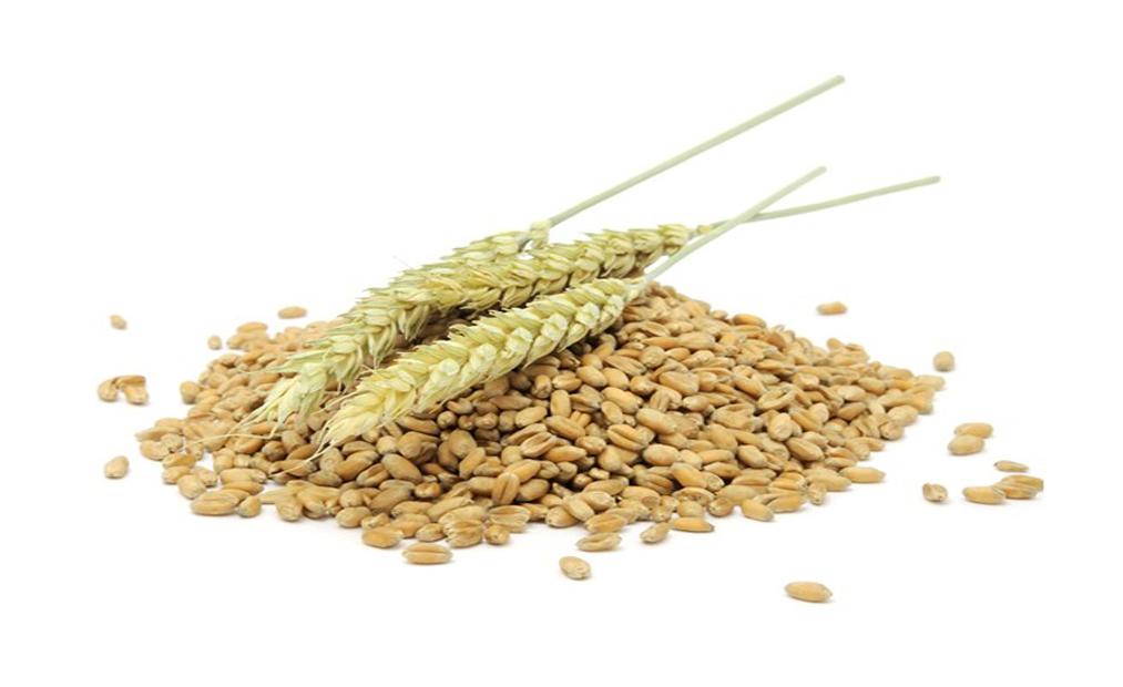 germen de trigo