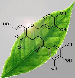 Sustancias Activas del Te Verde